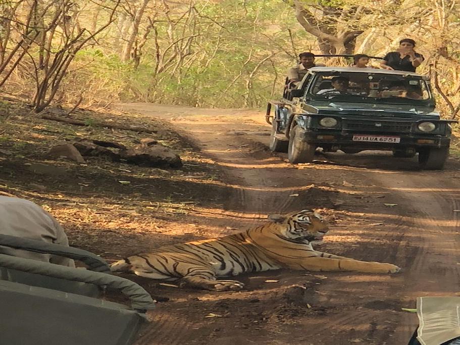 Tigers of Ranthambore & Rural life