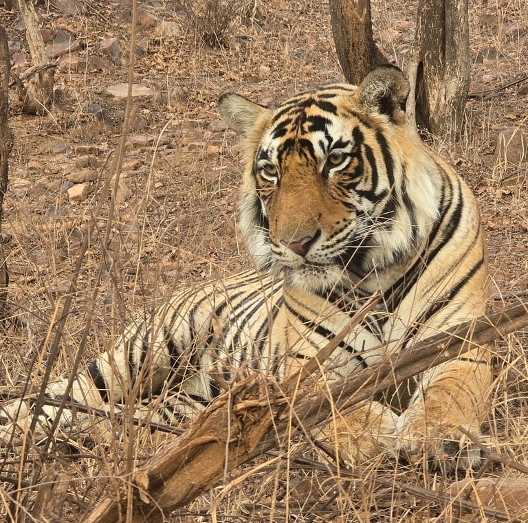 Same-day Trip To Ramthambore Tiger Reserve