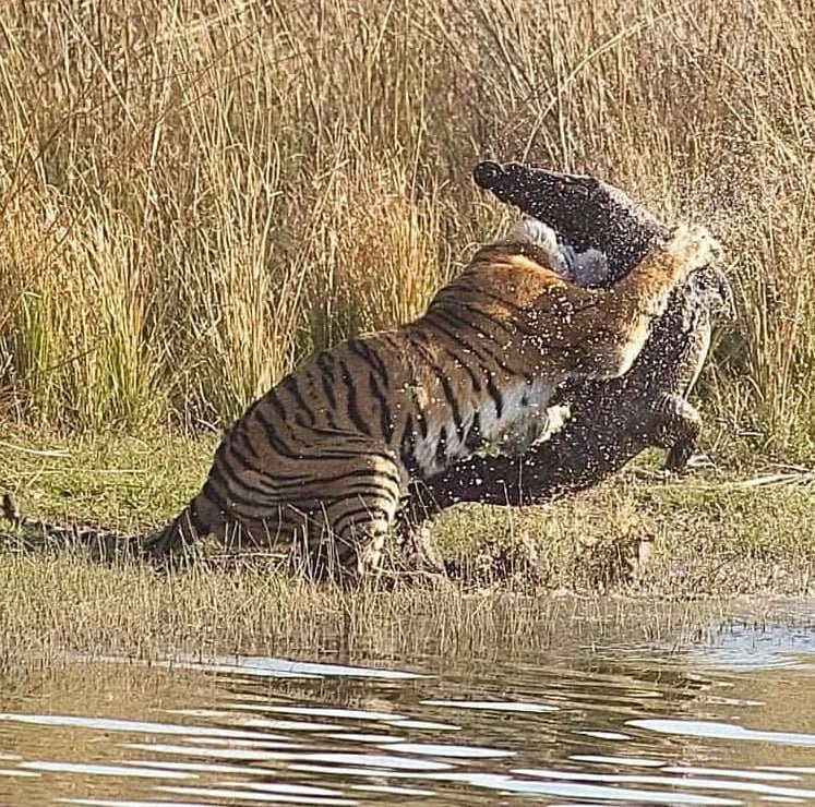 Same-day Trip To Ramthambore Tiger Reserve
