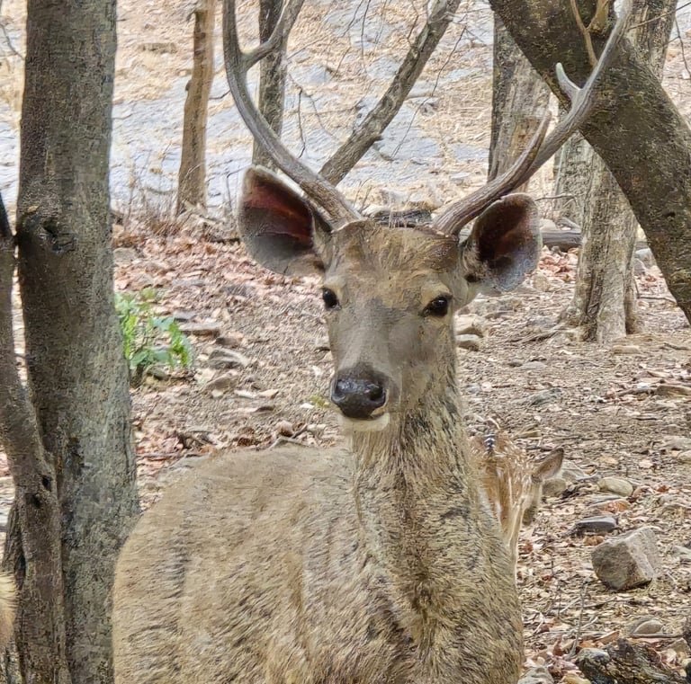 Same-day Trip To Ramthambore Tiger Reserve