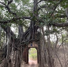 Same-day Trip To Ramthambore Tiger Reserve