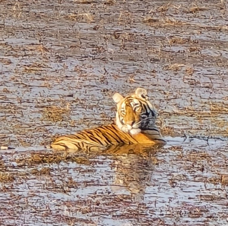 Same-day Trip To Ramthambore Tiger Reserve