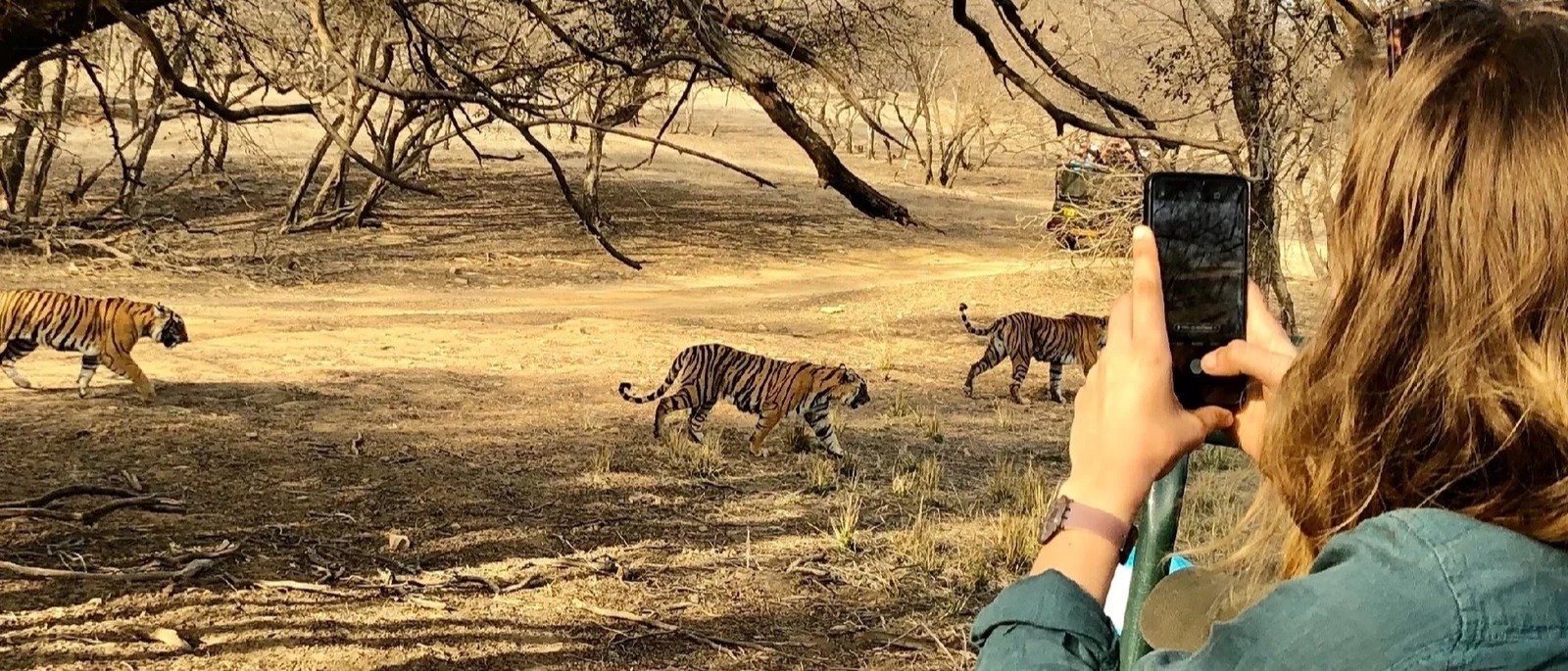 Same-Day Trip to Ranthambore Tiger Reserve - Jungle Safari from Jaipur