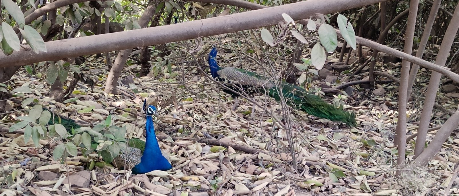 Same-Day Trip to Ranthambore Tiger Reserve - Jungle Safari from Jaipur
