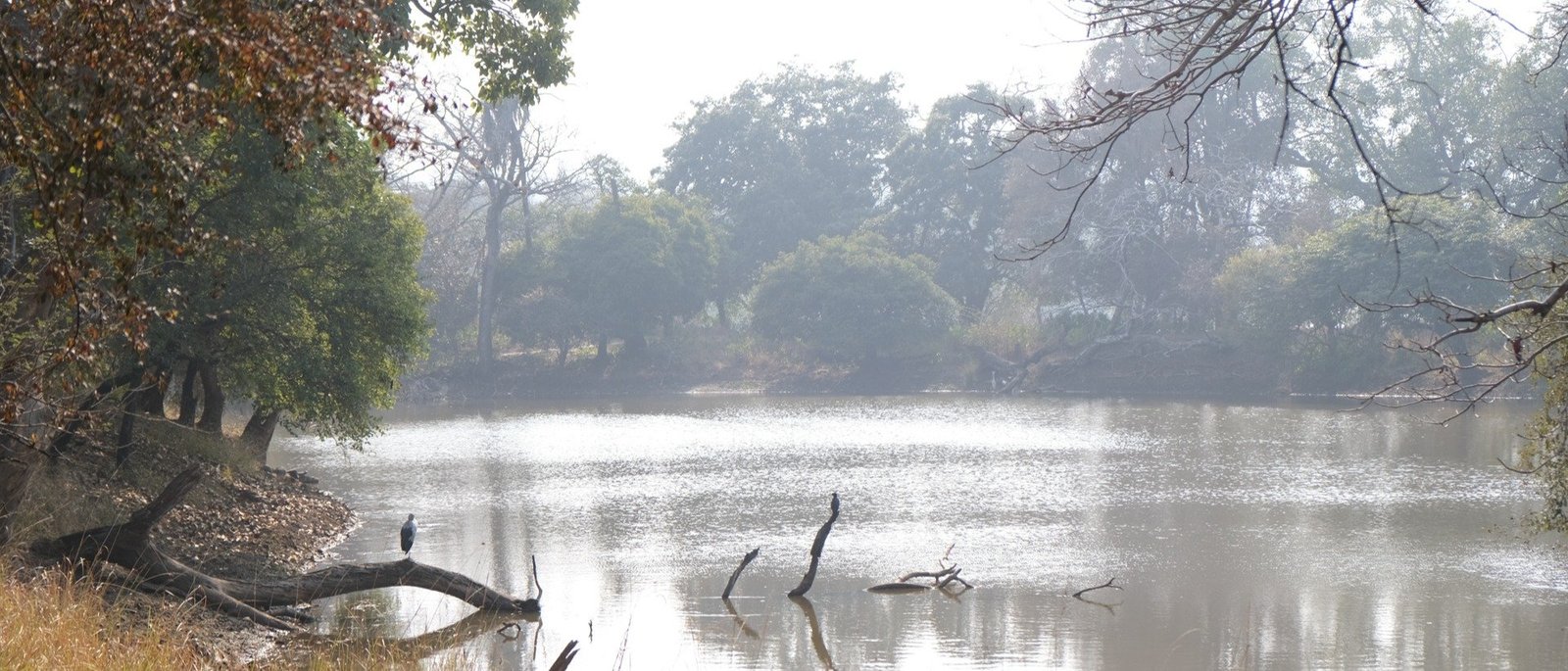 Private Sariska Tiger Safari - Same-Day Tour from Jaipur by Private Jeep