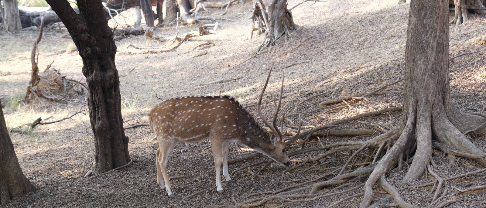 Private Sariska Tiger Safari - Same-Day Tour from Jaipur by Private Jeep