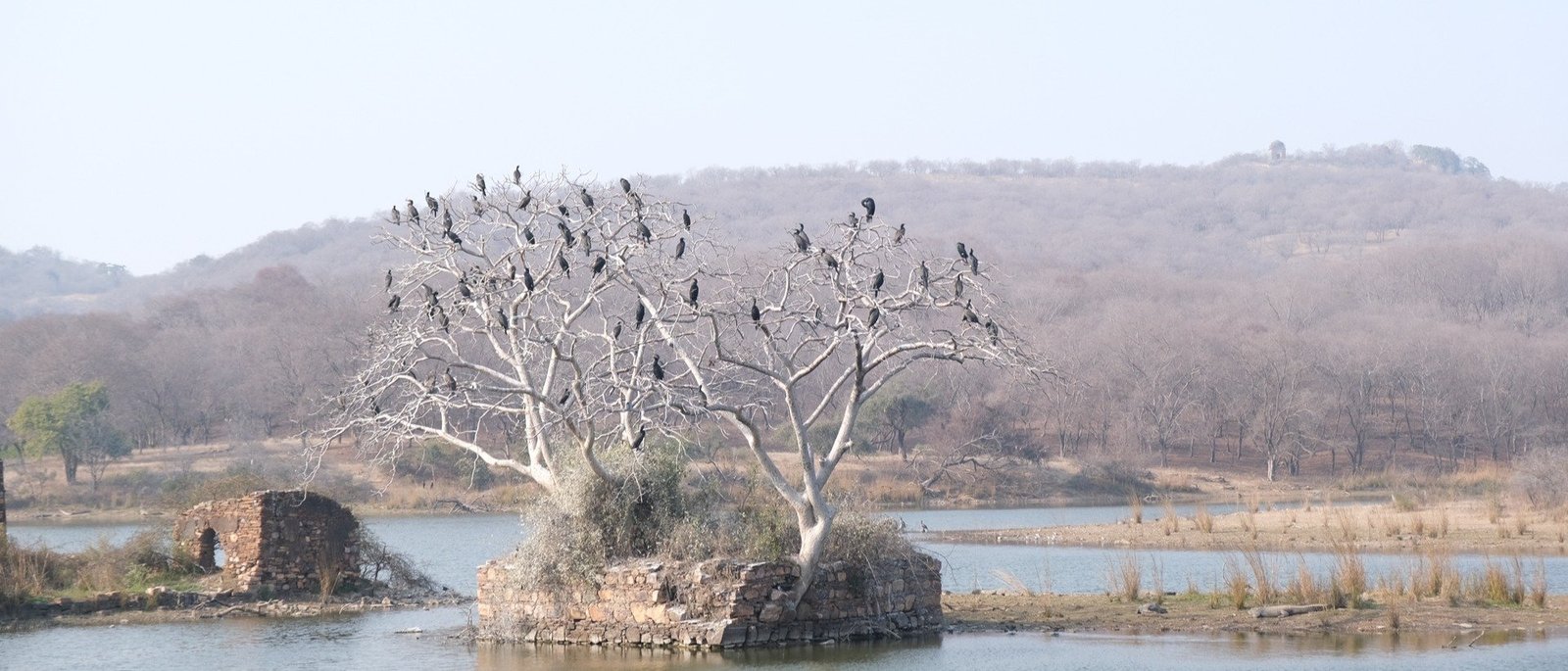 Same-Day Trip to Ranthambore Tiger Reserve - Jungle Safari from Jaipur