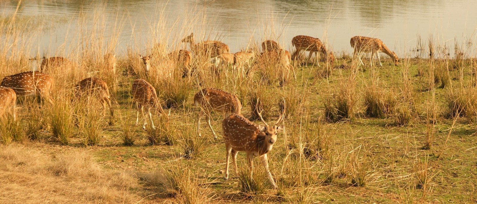 Private Sariska Tiger Safari - Same-Day Tour from Jaipur by Private Jeep
