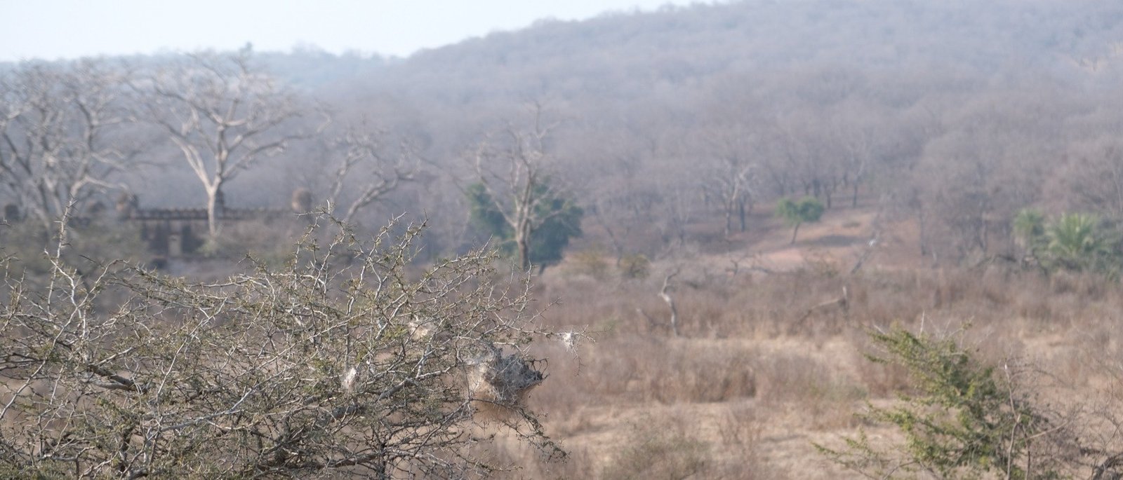 Private Sariska Tiger Safari - Same-Day Tour from Jaipur by Private Jeep