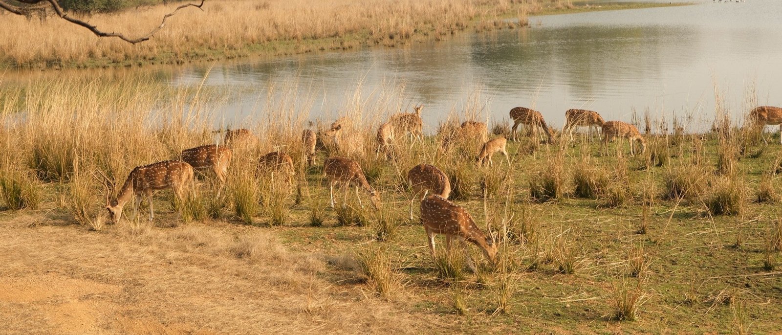 Same-Day Trip to Ranthambore Tiger Reserve - Jungle Safari from Jaipur