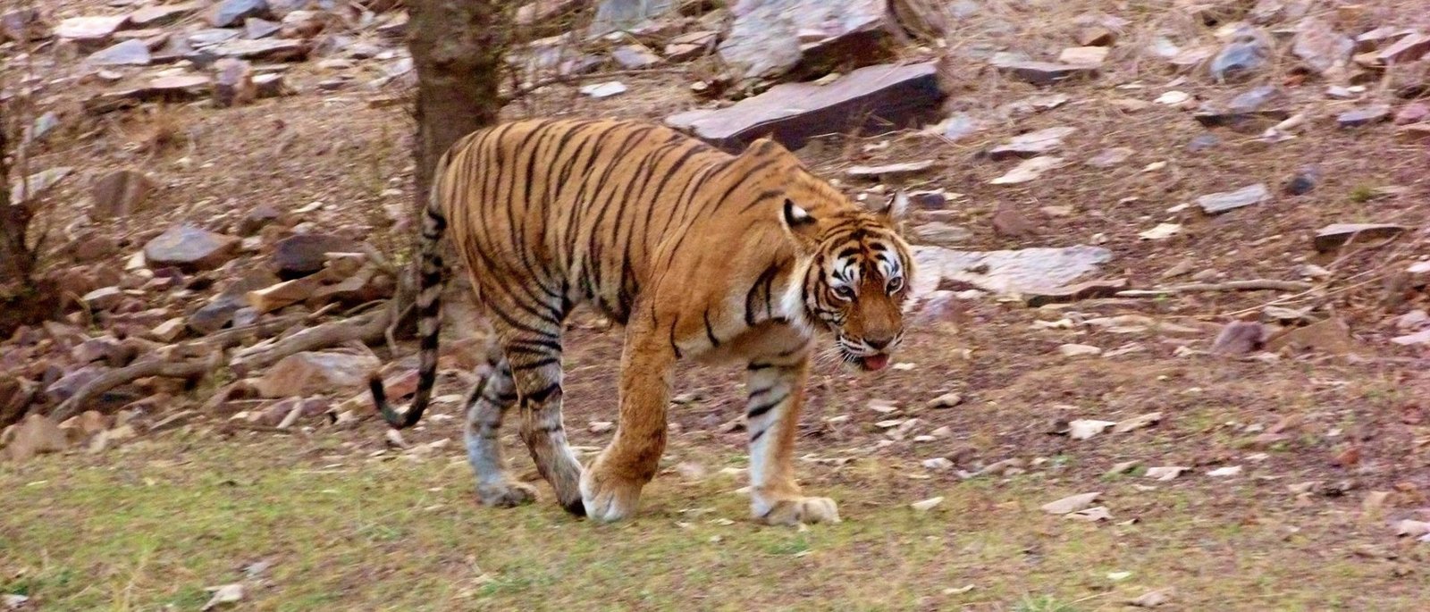 Private Sariska Tiger Safari - Same-Day Tour from Jaipur by Private Jeep