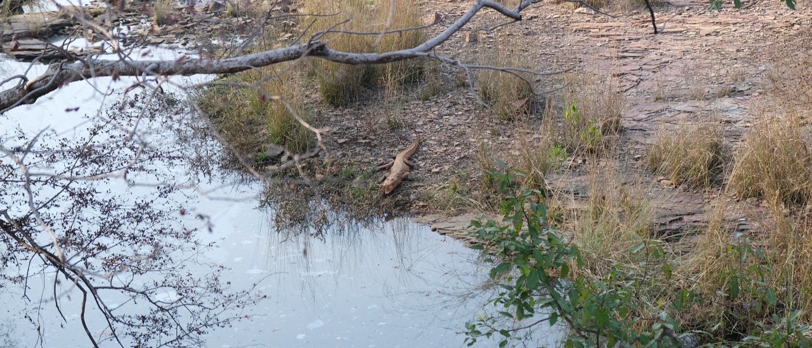 Same-Day Trip to Ranthambore Tiger Reserve - Jungle Safari from Jaipur