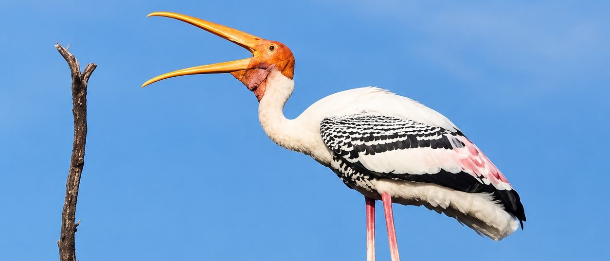 Same-Day Tour to Bharatpur & Deeg - Offbeat Day Trip from Jaipur