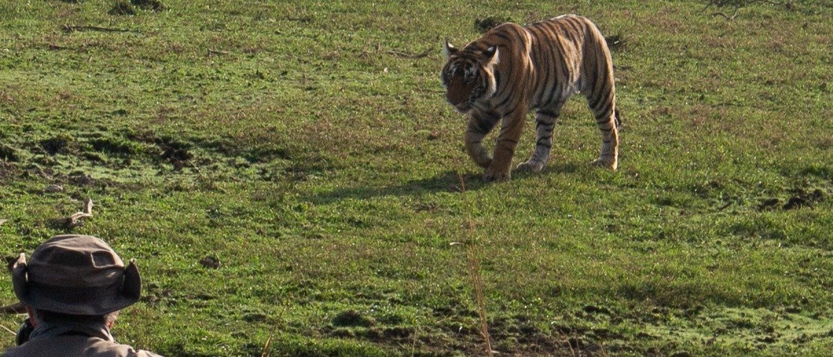 Same-Day Trip to Ranthambore Tiger Reserve - Jungle Safari from Jaipur