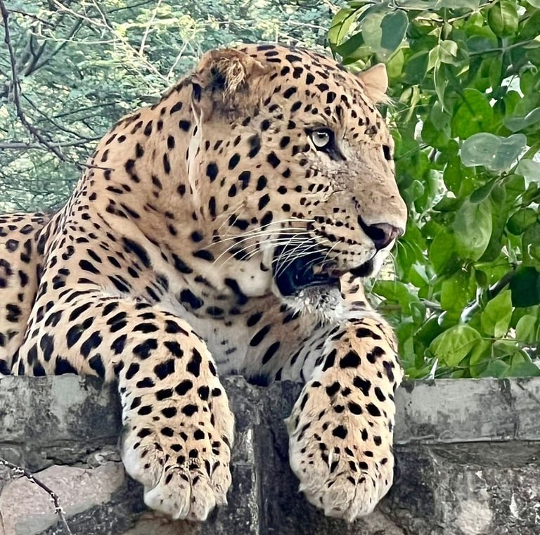 Jaipur Leopard Safari Tour