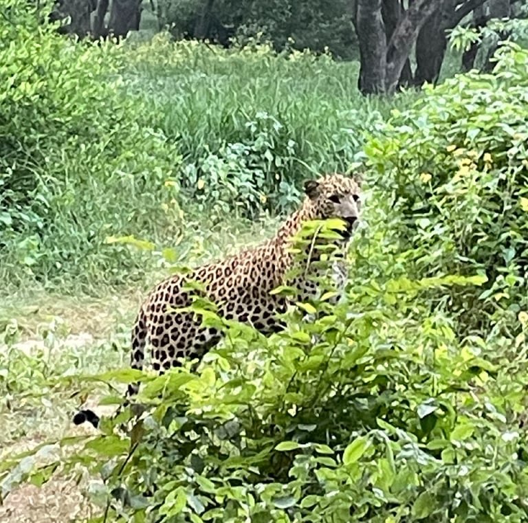 Jaipur Leopard Safari Tour