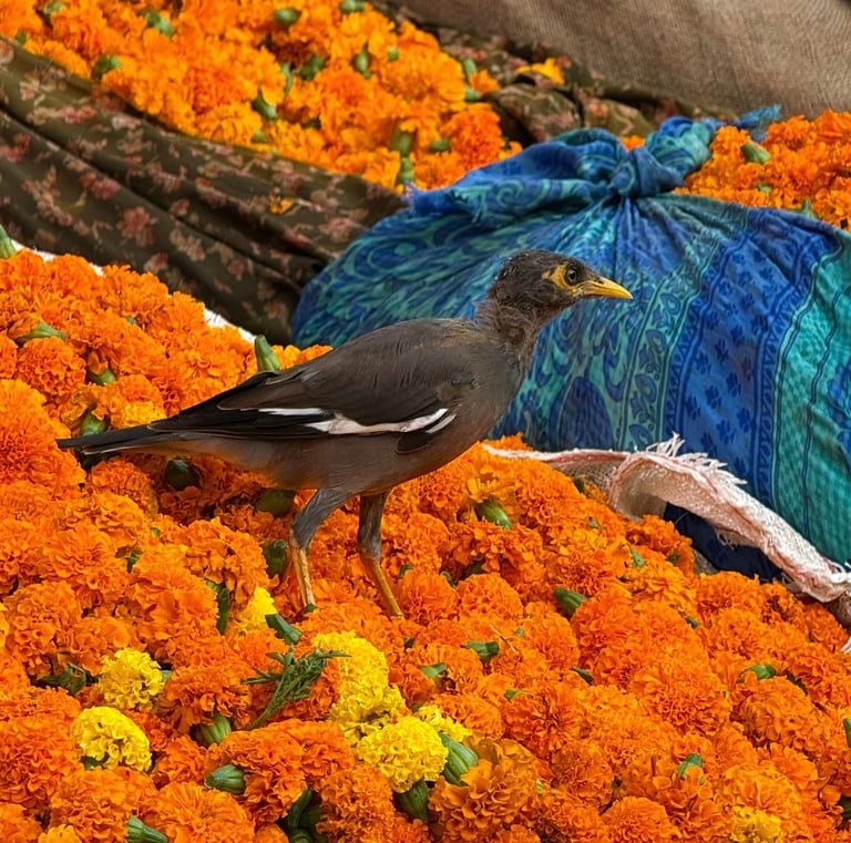 Morning Flower Market & Cultural Tour