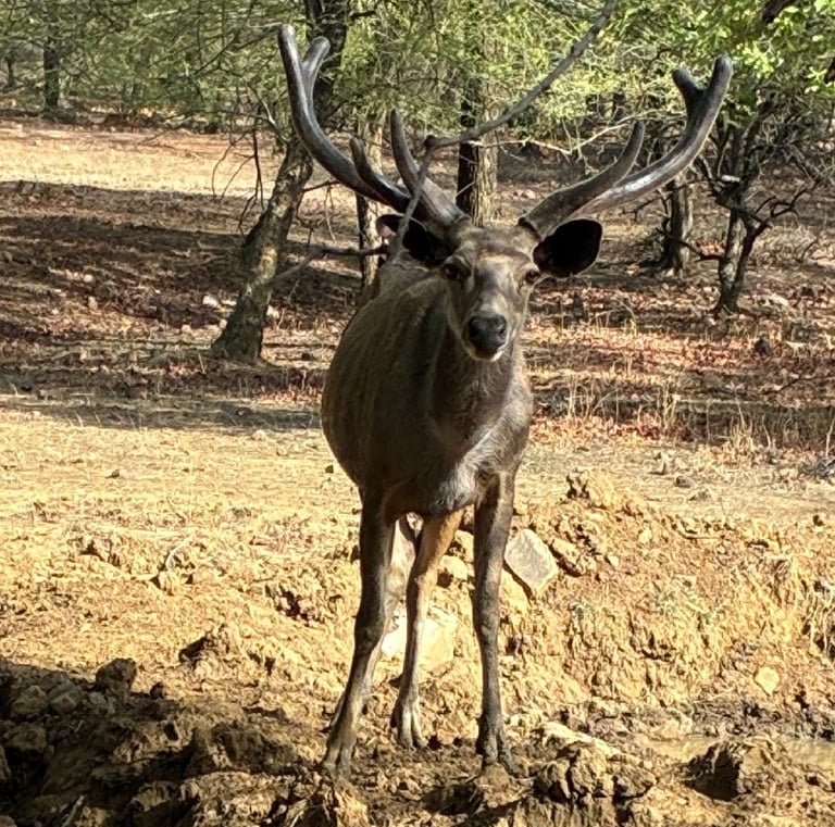 Jaipur Leopard Safari Tour