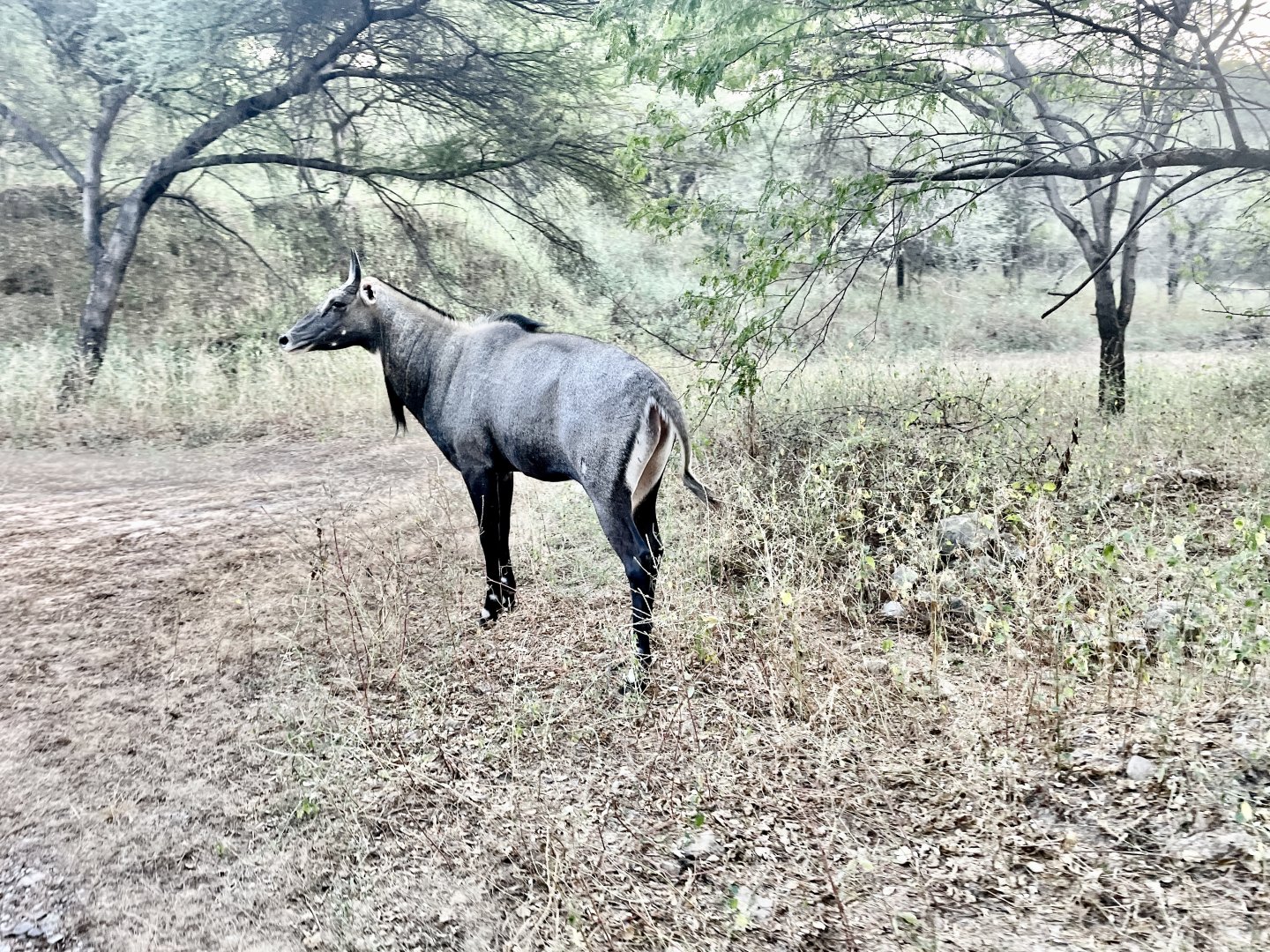 Jaipur Leopard Safari at Jhalana - The Ultimate Urban Wilderness