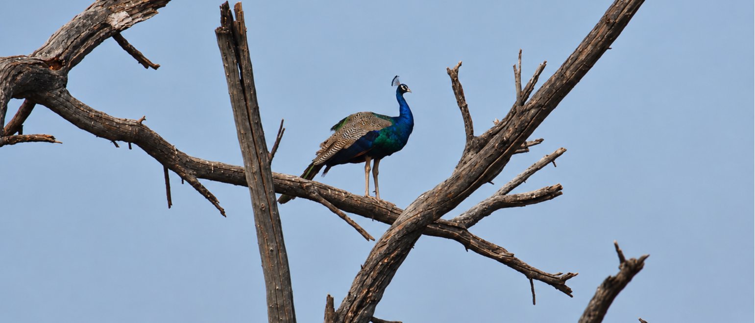 Bird Watching Tour at Muhana Conservation Reserve - Jaipur's Hidden Grassland Wilderness