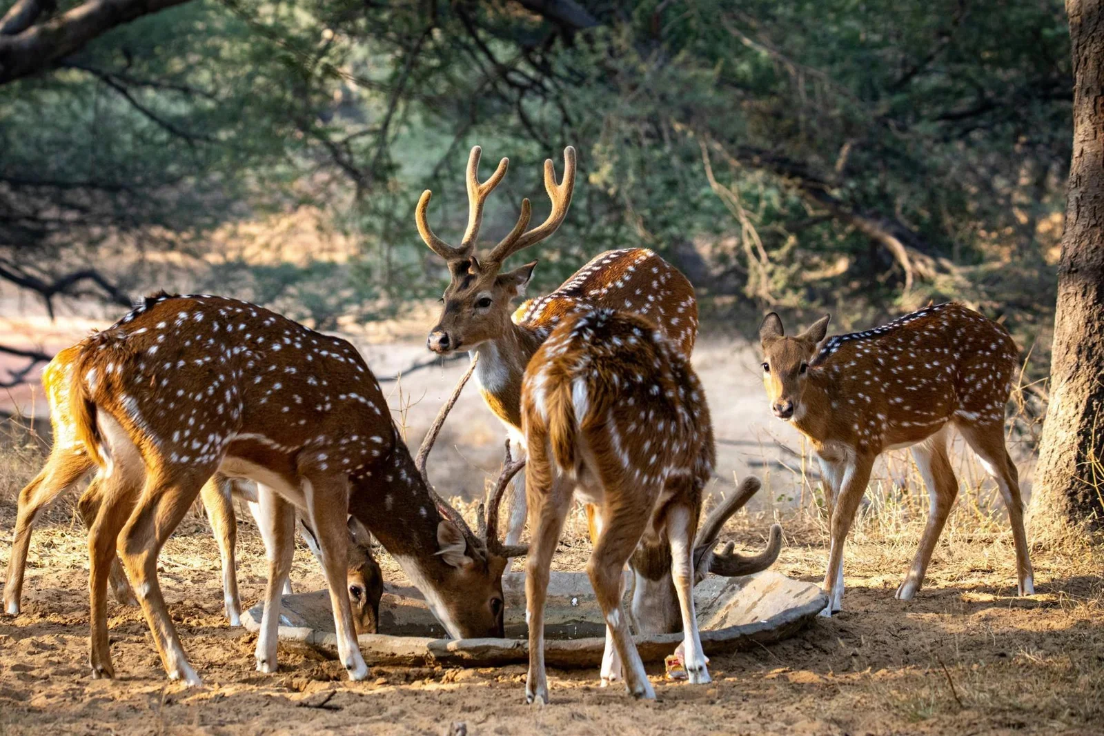 Jaipur Leopard Safari at Jhalana - The Ultimate Urban Wilderness