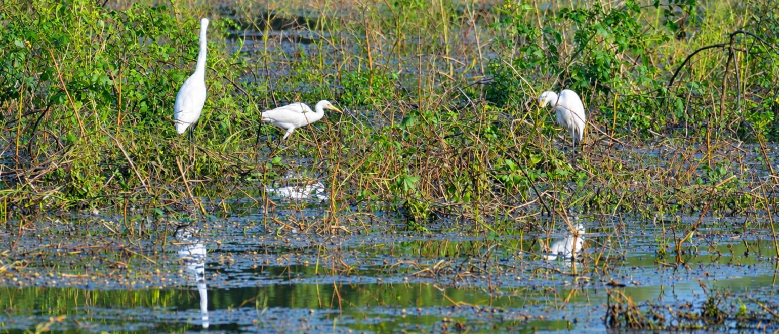 Bird Watching Tour at Muhana Conservation Reserve - Jaipur's Hidden Grassland Wilderness