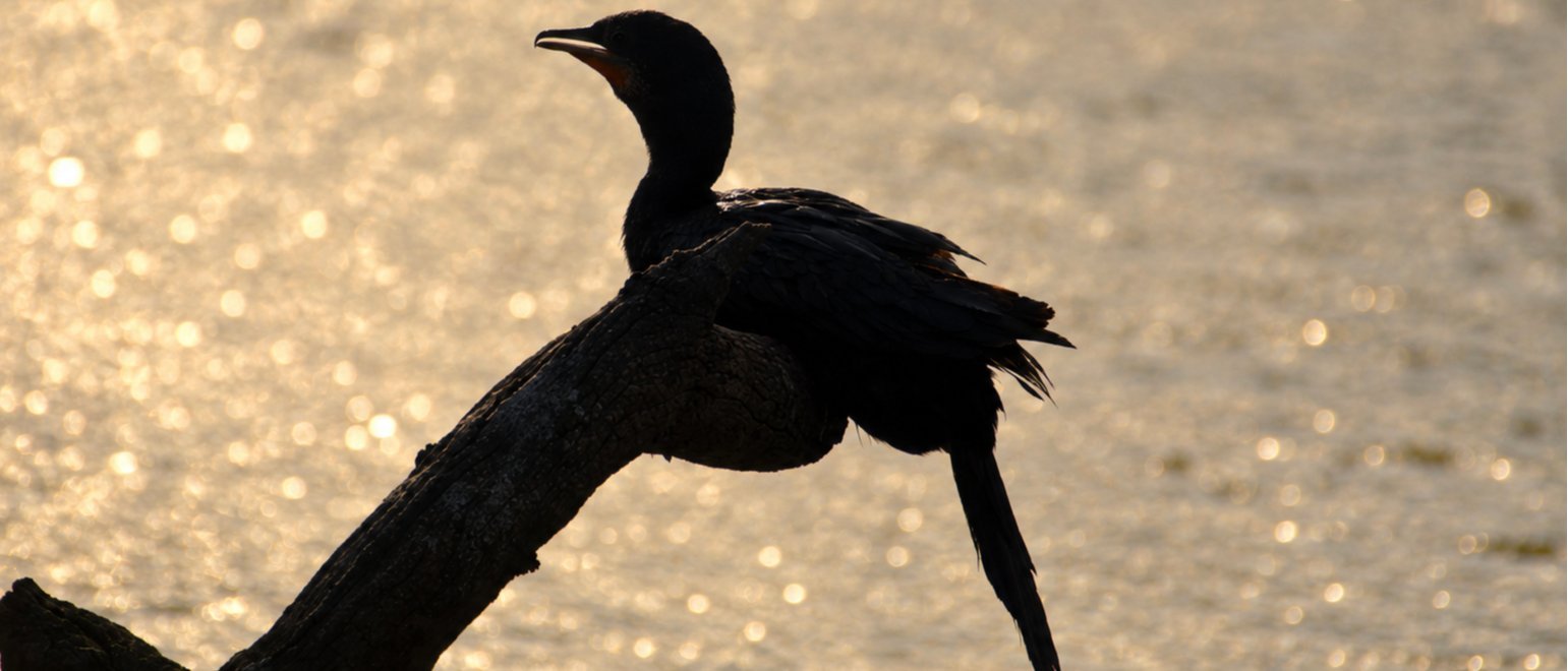 Bird Watching Tour at Muhana Conservation Reserve - Jaipur's Hidden Grassland Wilderness
