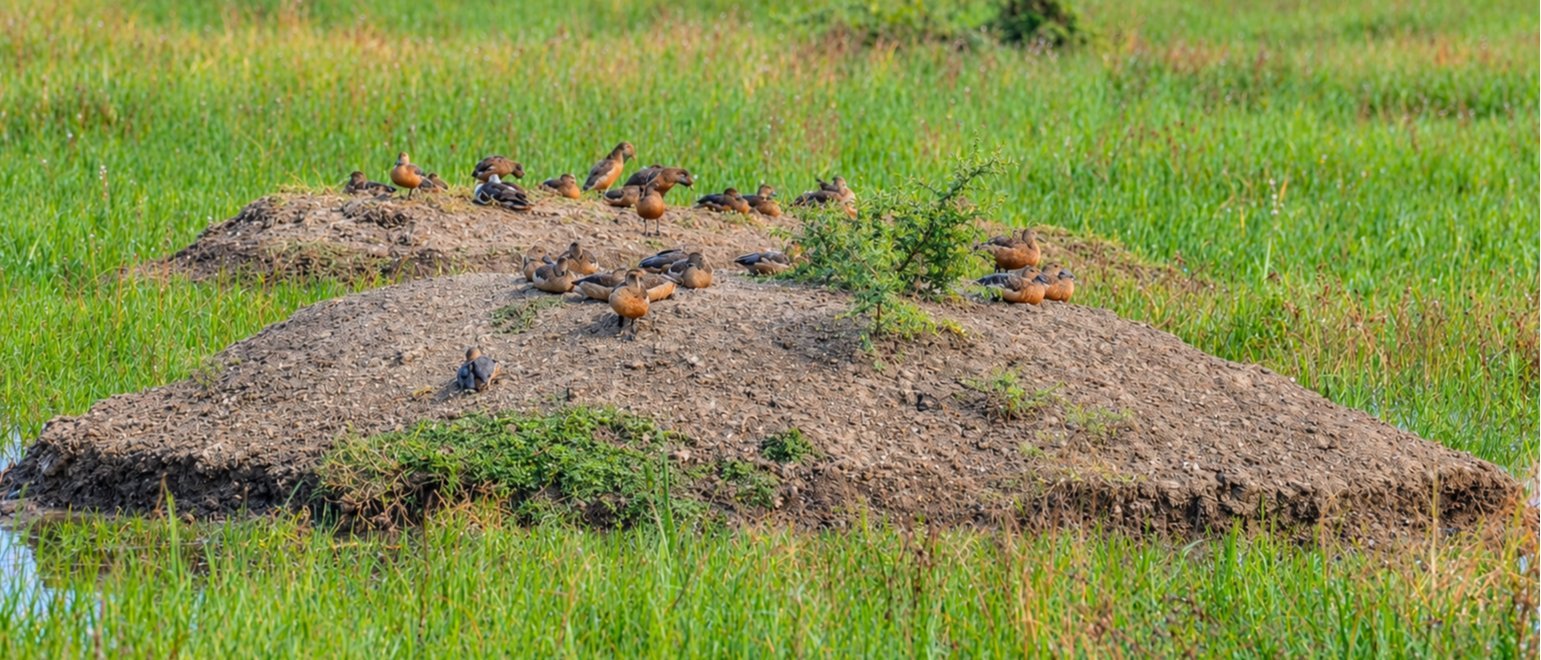 Bird Watching Tour at Muhana Conservation Reserve - Jaipur's Hidden Grassland Wilderness