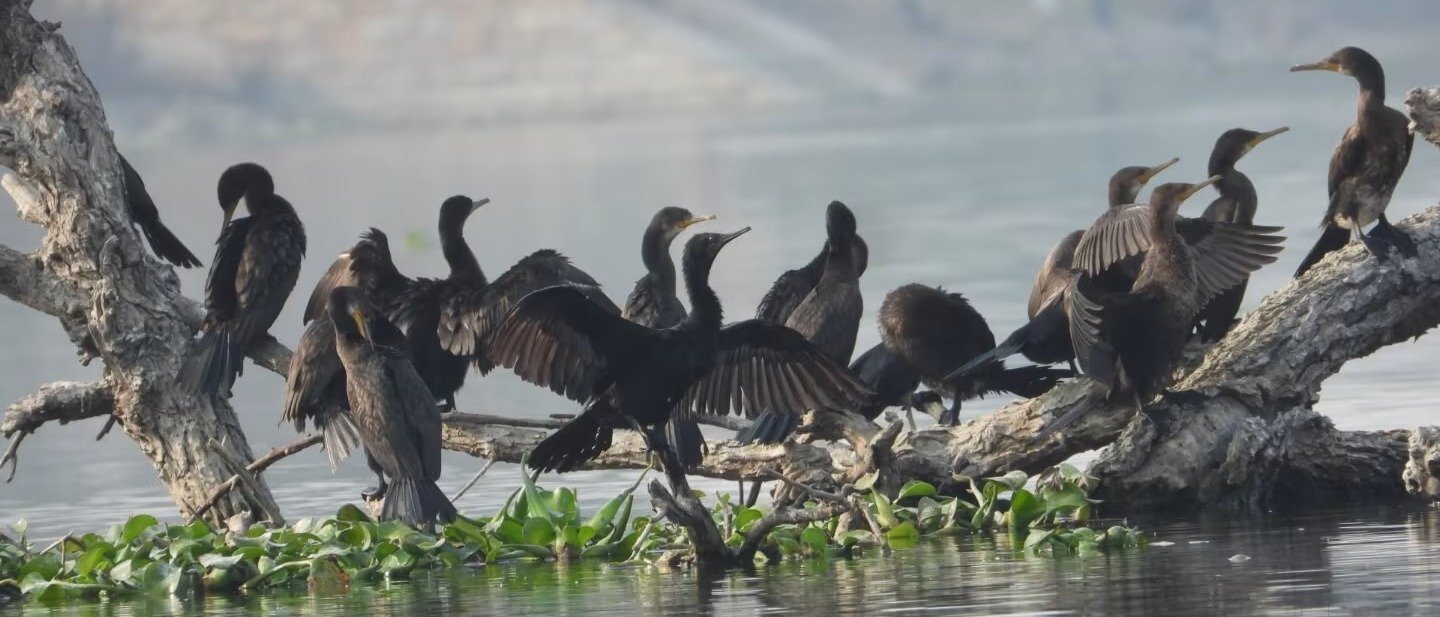 Bird Watching Tour at Muhana Conservation Reserve - Jaipur's Hidden Grassland Wilderness