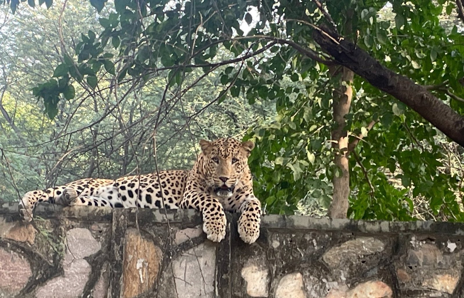 Jaipur Leopard Safari Tour
