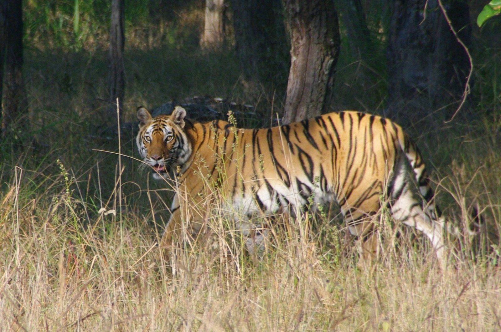 The Rewilded Jungle - 1 Night / 2 Days | Sariska Double Safari