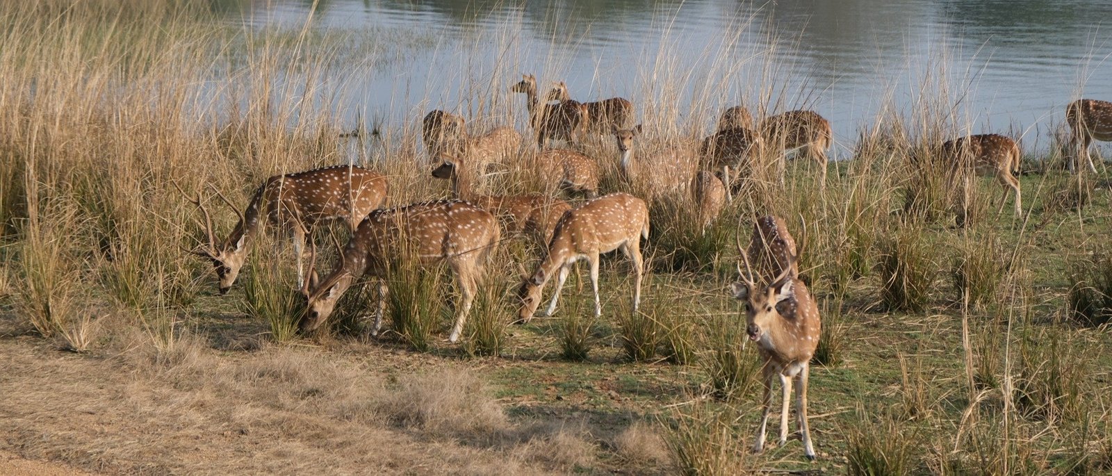 The Tiger Trail - 1 Night / 2 Days | Ranthambore Double Safari