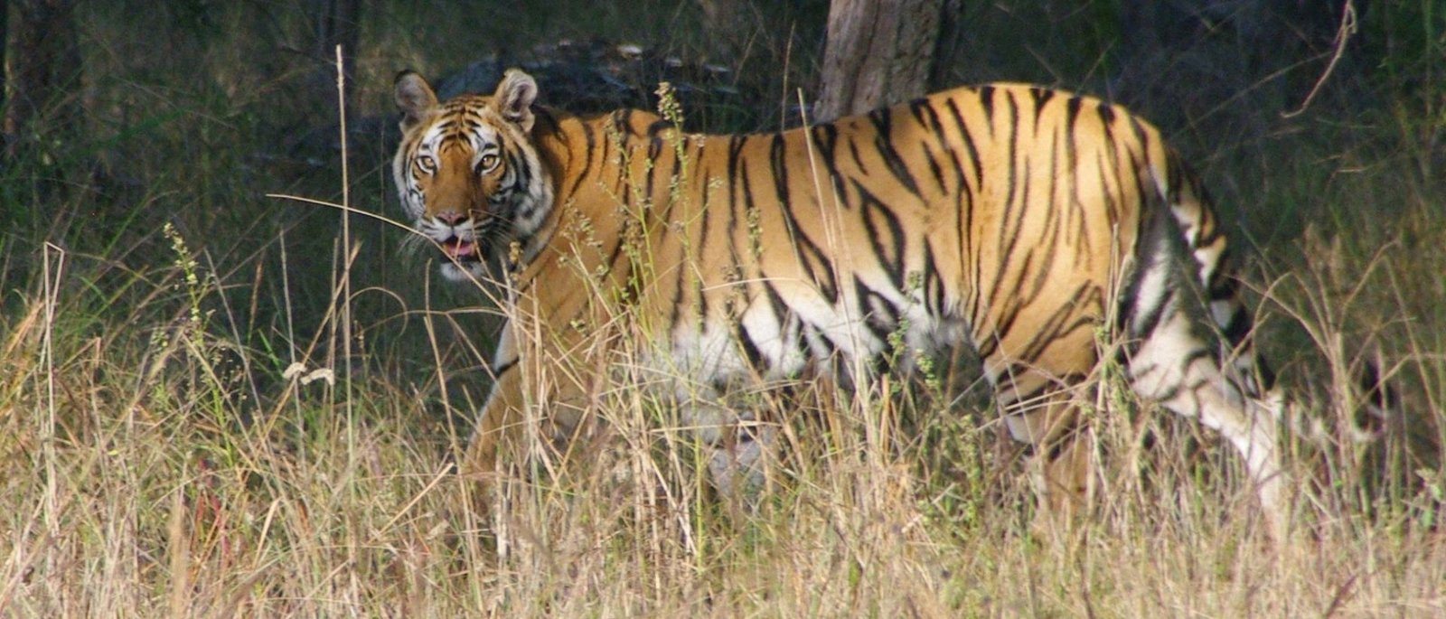 The Rewilded Jungle - 1 Night / 2 Days | Sariska Double Safari