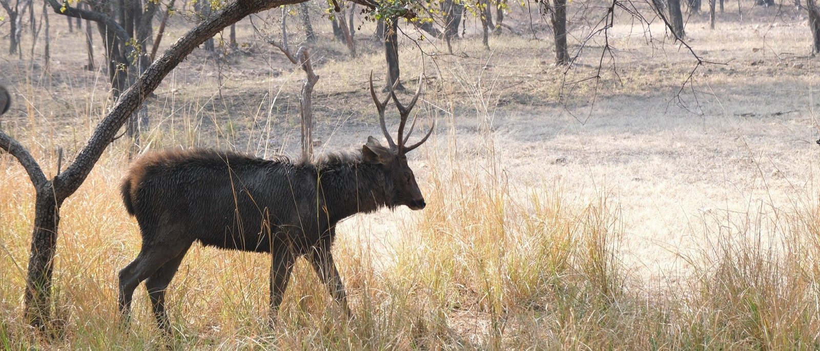 The Rewilded Jungle - 1 Night / 2 Days | Sariska Double Safari