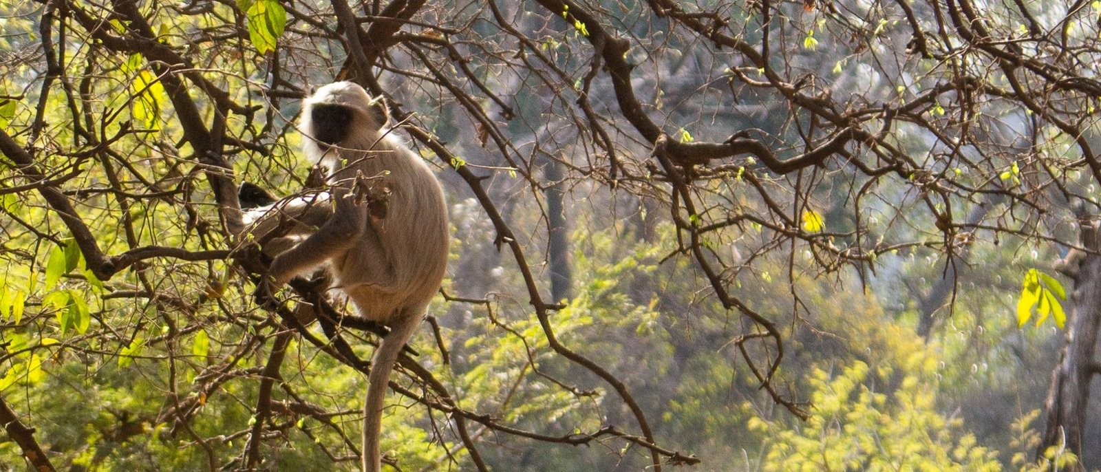 The Rewilded Jungle - 1 Night / 2 Days | Sariska Double Safari