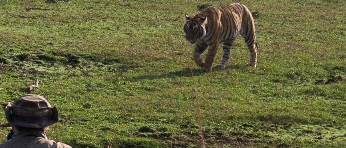 The Tiger Trail - 1 Night / 2 Days | Ranthambore Double Safari