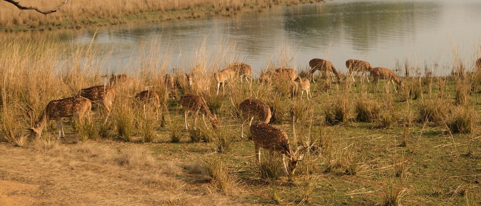 The Rewilded Jungle - 1 Night / 2 Days | Sariska Double Safari