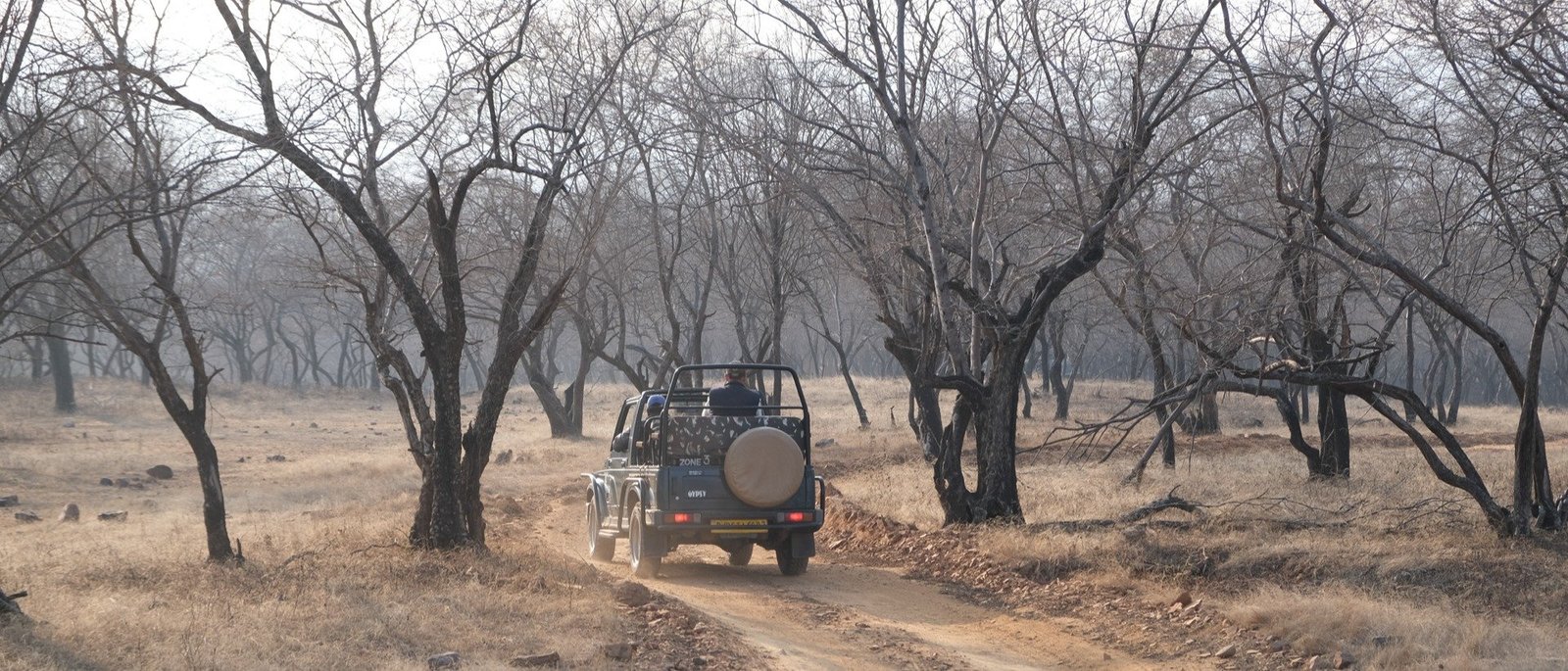 The Rewilded Jungle - 1 Night / 2 Days | Sariska Double Safari